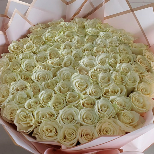 100 White Roses Bouquet with Pink Wrapping