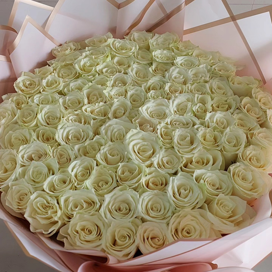 100 White Roses Bouquet with Pink Wrapping