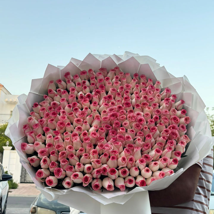 250 bi-colour pink and white double shade roses in a grand luxury bouquet, same-day delivery Dubai