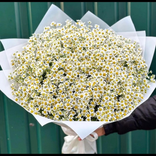 50 Long Stem Daisy Bouquet Fresh Flower Delivery Dubai