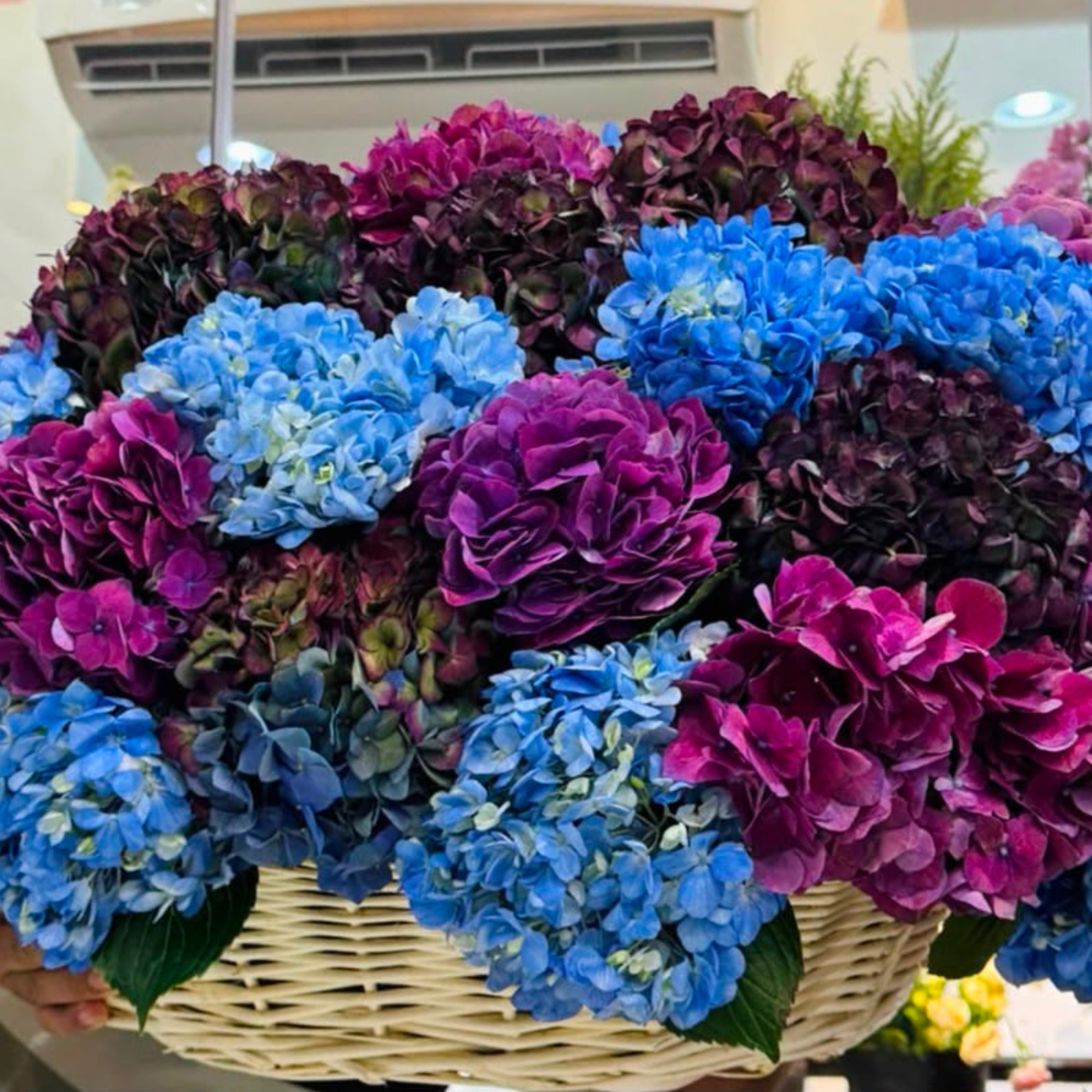 Premium Hydrangea Basket Dubai | Blue, Purple & Burgundy Hydrangeas